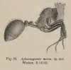 Aphaenogaster_mersa_Wheeler,_1915_Specimen_number_B_18509.jpg
